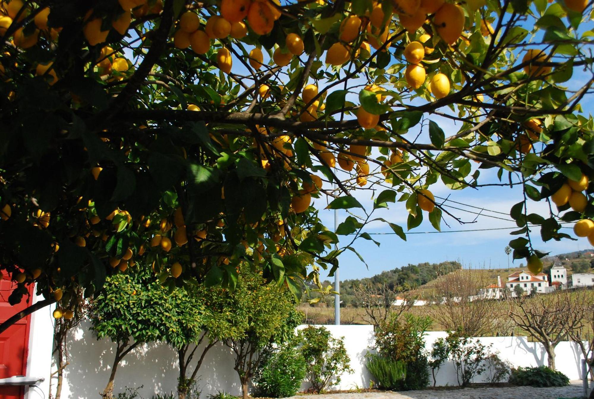 Casa Relogio De Sol Villa Lamego Dış mekan fotoğraf